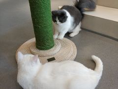 -飞行喵MR PILOT|猫舍·猫咖(静安大融城店)
