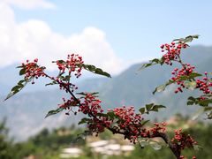 -萝卜寨羌文化生态旅游区