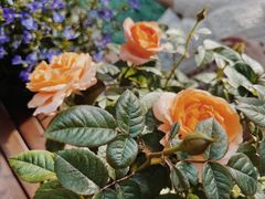-花十悦·鲜花咖啡餐厅(振业城一期店)