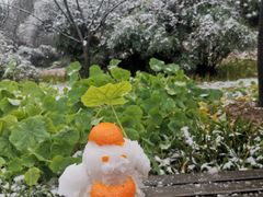 -南山植物园