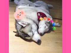 -Husky Go! 哈士奇体验馆·宠物咖啡厅狗咖