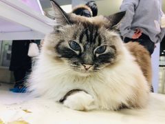 -喵的天空名猫咖啡馆·撸猫·猫舍·用品