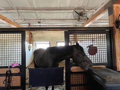 -北京群众马术培训基地