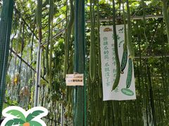 -北戴河集发农业梦想王国
