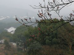 -香雪海