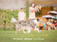 -趣玩宠物乐园寄养训犬训狗游泳池