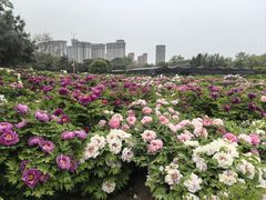 -洛阳市隋唐城遗址植物园