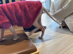 -藏猫猫咖啡主题馆(中央大道店)