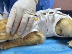 -乖乖宠物医院·猫科·骨科·24小时(云岗分院)