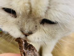 -共舞时光猫咖·狗咖(新街口店)