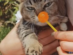 -LESCEDARS Brasserie Bistro香柏树