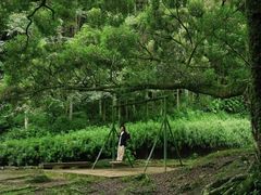 -广州市石门国家森林公园