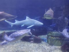 -海合安青岛极地海洋公园