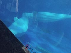 -泉城欧乐堡海洋极地世界