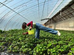 -昌平兴寿秀秀草莓采摘园