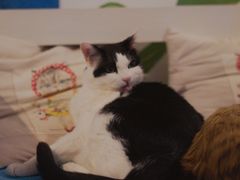 -Anne猫窝咖啡屋