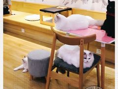 -滚猫咖啡·猫咖·猫友好撸猫(未来城店)