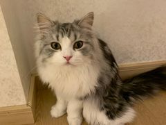 -猫腻·猫咖·撸猫馆(星光大道店)