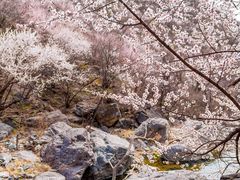 -妙峰山风景名胜区