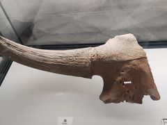 -辽宁古生物博物馆