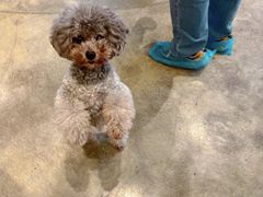 -more than meow吴止猫主题餐厅(承德 中船汇店)