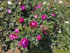 -人民公园(罗湖区)