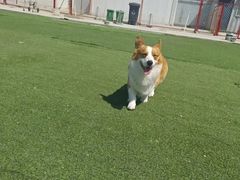 -宠物寄养训练学校