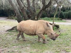 -奥兰多迪士尼动物王国乐园