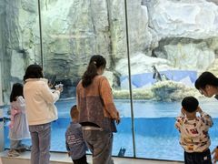 -帝企鹅自助餐厅•儿童岛•真企鹅(长隆企鹅酒店)