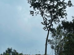 -素山寺森林公园