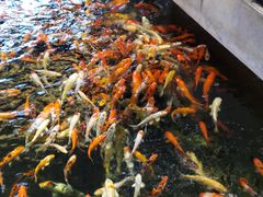 -龙悦湾酒家·八阵鱼生·渔人码头店