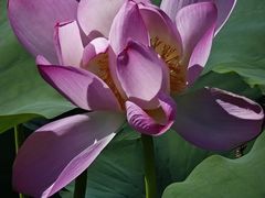 -石家庄市植物园