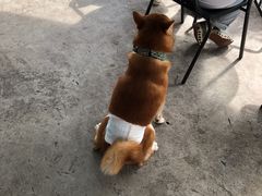 -柴犬高等学院·狗咖·柴犬售卖·宠物训练