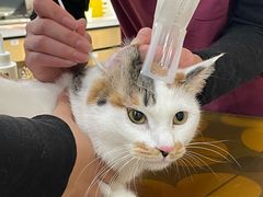 -美联众合动物医院·24h京西诊疗中心