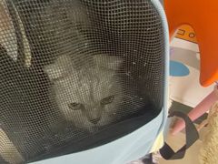 -纳吉亚猫专科动物医院博雅分院