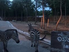 -清迈夜间动物园