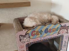 -猫腻·猫咖·撸猫馆(星光大道店)
