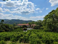 -雁南飞茶田景区