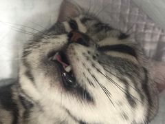 -灵美宠物诊所