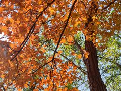 -阳台山自然风景区
