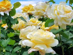 -国家植物园南园