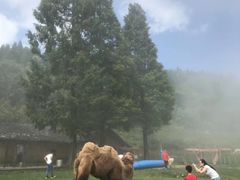 -武陵山森林公园