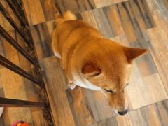 -柴源莊·柴小宠柴犬咖啡