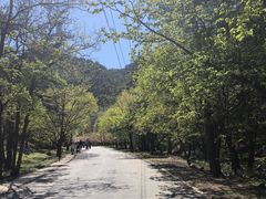 -金龙寺国家森林公园