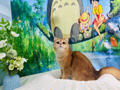 -爱洗澡的猫(望京店)