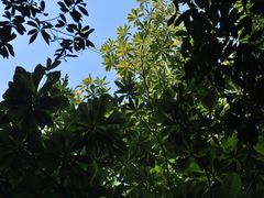 -东莞市大岭山森林公园