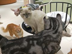 -藏猫猫咖啡主题馆(中央大道店)