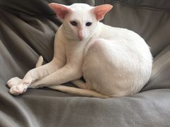 -飞行喵MR PILOT|猫舍·猫咖(静安大融城店)
