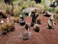 -陕西自然博物馆