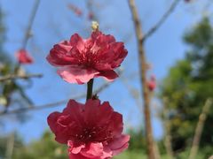 -深圳国际园林花卉博览园